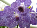 Botanická zahrada - orchideje
